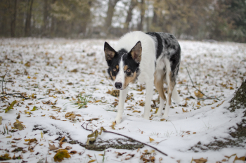 Photo Of Dog Walking On Snow Photo Of Dog Walking On Snow