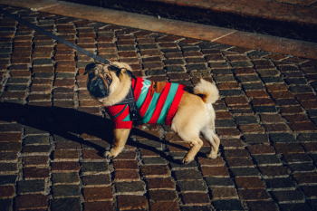 Photo of Dog Wearing Dog Coat Photo of Dog Wearing Dog Coat