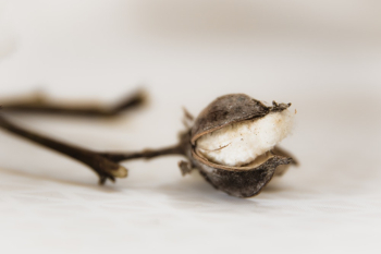 Photo Of Dried Flower Photo Of Dried Flower