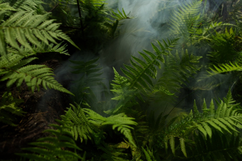 Photo of Fern Plants Photo of Fern Plants