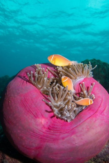Photo of Fish on Sea Anemone Photo of Fish on Sea Anemone