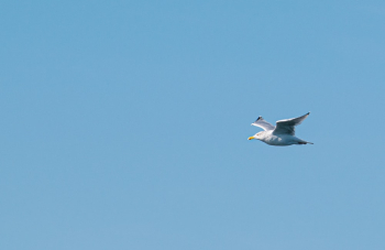 Photo of Flying Seagull Photo of Flying Seagull