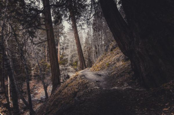 Photo of Forest Photo of Forest