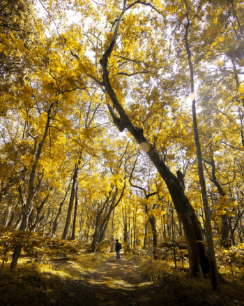 Photo of Forest During Fall Season Photo of Forest During Fall Season