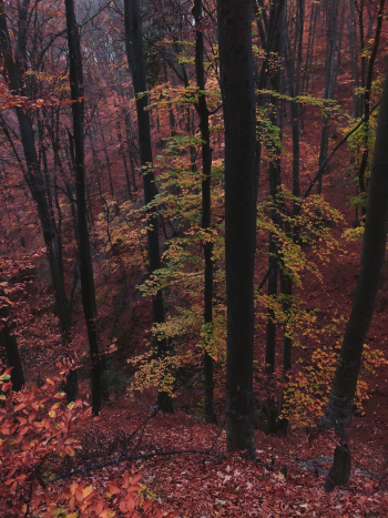 Photo of Forest During Fall Season Photo of Forest During Fall Season