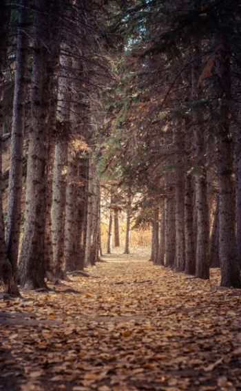 photo of forest walk photo of forest walk