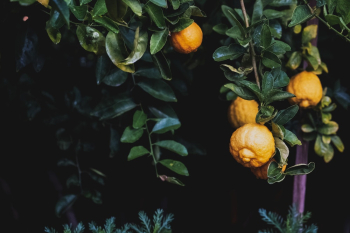 Photo Of Fresh Lemons Photo Of Fresh Lemons