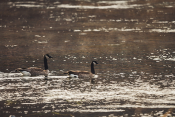 Photo of Geese On Water Photo of Geese On Water