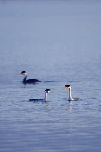 Photo of Geese on Water Photo of Geese on Water