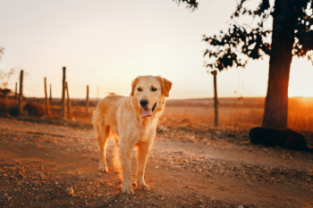 Photo of Golden Retriever Photo of Golden Retriever