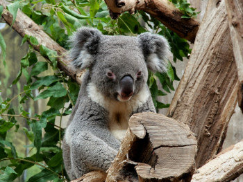 Photo of Gray Koala Photo of Gray Koala