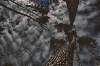 Photo of Gray Trees With Clouds
