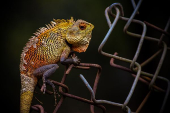 photo of green chameleon photo of green chameleon