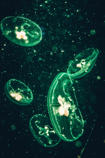 Photo of Green Jellyfish Photo of Green Jellyfish