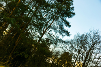 Photo of Green Leaf Trees Photo of Green Leaf Trees