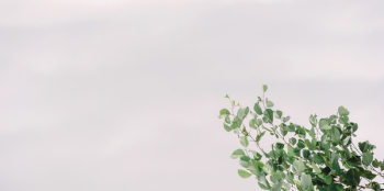 Photo of Green Plant Under Clear Sky Photo of Green Plant Under Clear Sky