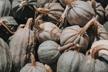 Photo of Green Squash Photo of Green Squash