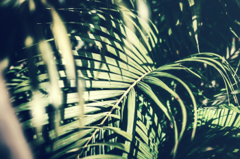 Photo of green tropical palm leaves Photo of green tropical palm leaves