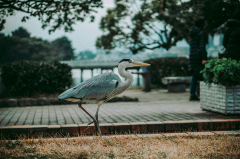 Photo of Heron on Grass Photo of Heron on Grass