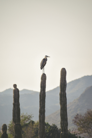 Photo of Heron Perching on Cactus Plant Photo of Heron Perching on Cactus Plant