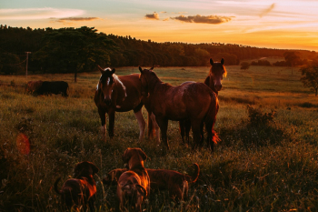 Photo of Horses and Dogs in Grass Field During Golden Hour Photo of Horses and Dogs in Grass Field During Golden Hour