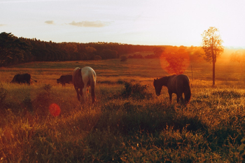 Photo of Horses Grazing in Grass Field Photo of Horses Grazing in Grass Field