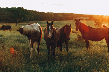 Photo of Horses Grazing in Grass Field Photo of Horses Grazing in Grass Field