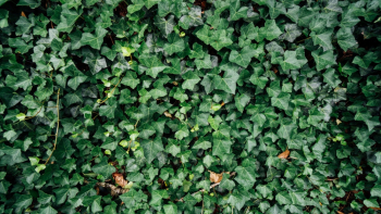 Photo of Ivy Plants Photo of Ivy Plants