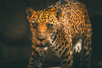 Photo Of Leopard Photo Of Leopard
