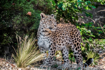 Photo Of Leopard Photo Of Leopard