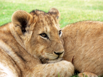 Photo of Lioness Photo of Lioness