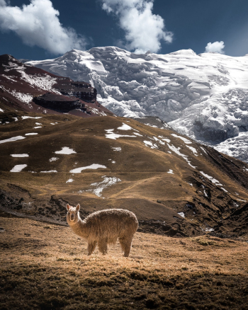 Photo Of Llama During Daytime Photo Of Llama During Daytime