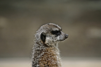 Photo Of Meerkat Photo Of Meerkat