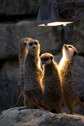 Photo of Meerkats Looking At The Light Photo of Meerkats Looking At The Light