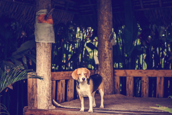 Photo of of Little Dog Standing on Wooden Platform Photo of of Little Dog Standing on Wooden Platform