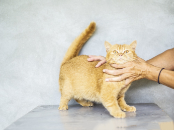 Photo of Orange Tabby Cat Photo of Orange Tabby Cat