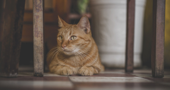 Photo of Orange Tabby Cat Photo of Orange Tabby Cat