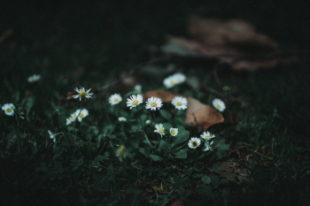 Photo of Oxeye Daisies Photo of Oxeye Daisies