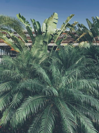 Photo of Palm and Banana Leaves Photo of Palm and Banana Leaves