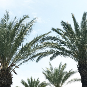 Photo of Palm Leaves