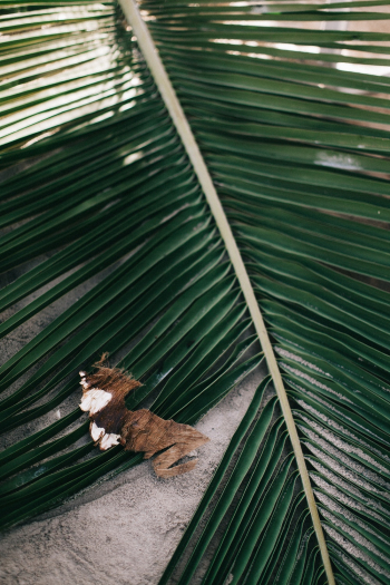 Photo of Palm Leaves