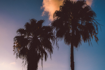 Photo Of Palm Trees During Dawn Photo Of Palm Trees During Dawn