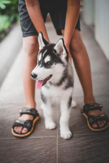 Photo of Person Petting a Siberian Husky Puppy Photo of Person Petting a Siberian Husky Puppy
