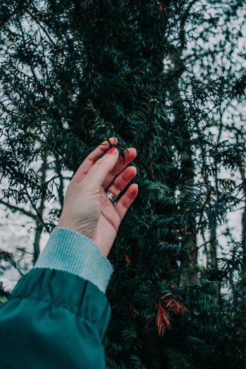 Photo of Person Touching Dark Green Leaves Photo of Person Touching Dark Green Leaves