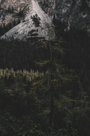 Photo of Pine Trees During Daytime Photo of Pine Trees During Daytime