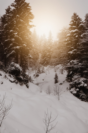 Photo of Pine Trees on Snowy Field Photo of Pine Trees on Snowy Field