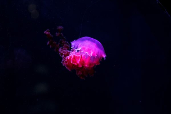 photo of pink and purple jelly fish photo of pink and purple jelly fish