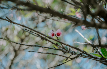 Photo of Pink Magnolia Flowers Photo of Pink Magnolia Flowers