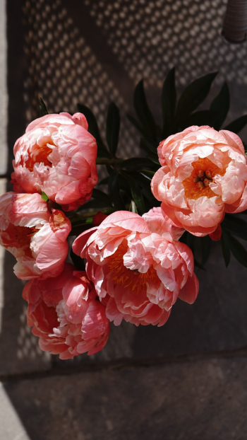 Photo of Pink Petaled Peonies Photo of Pink Petaled Peonies