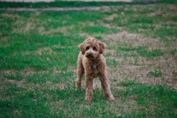 Photo of Poodle On Grass Field Photo of Poodle On Grass Field
